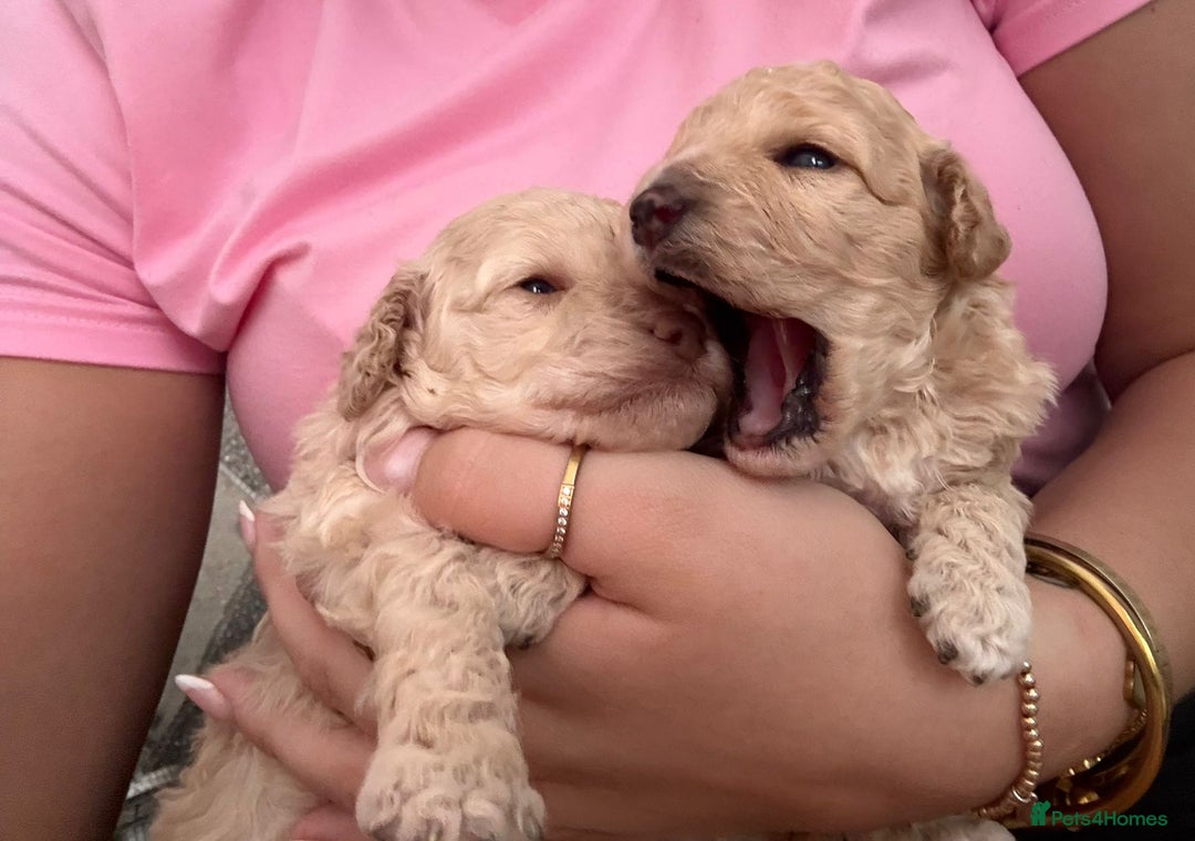 Miniature Poodle dogs for sale: Miniature poodles  - Image 3