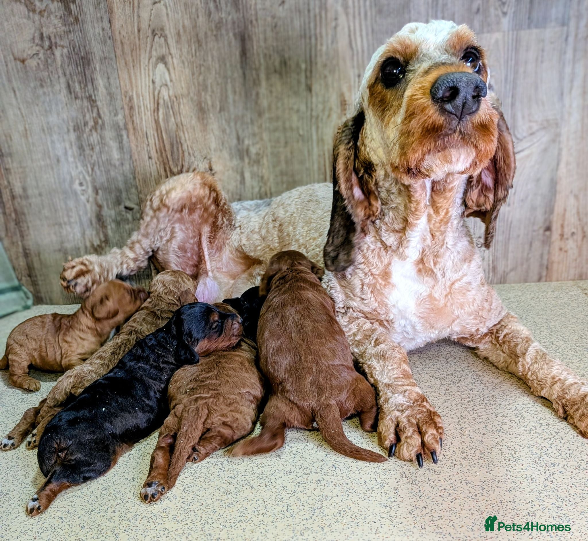 Cockapoo dogs Beautiful F1B Cockapoos - Advert 2