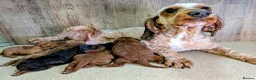 Cockapoo dogs for sale: Beautiful F1B Cockapoos - Advert 2