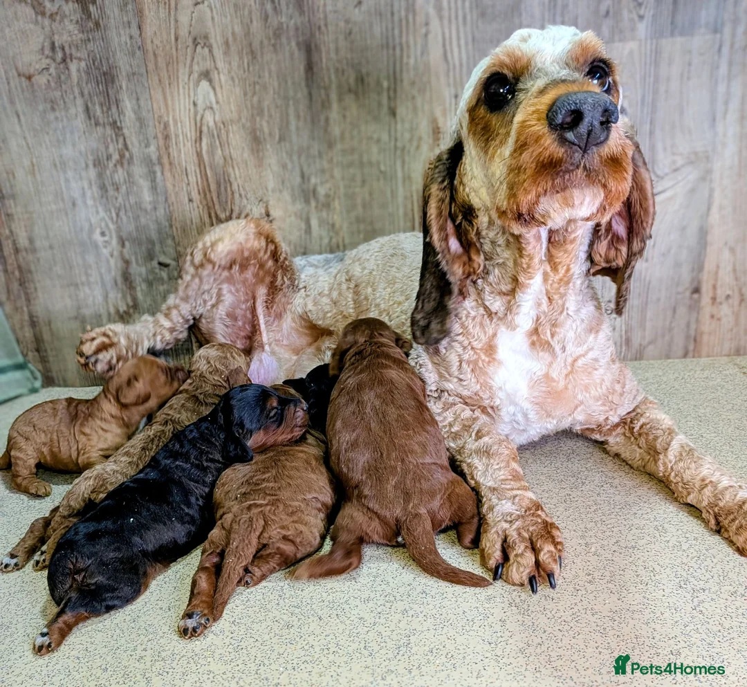 Cockapoo dogs for sale: Beautiful F1B Cockapoos - Advert 2