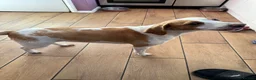 Bocker dogs for sale: Bocker puppies for sale - Advert 26