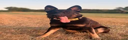 German Shepherd dogs for sale: Working Line German Shepherd - Advert 2