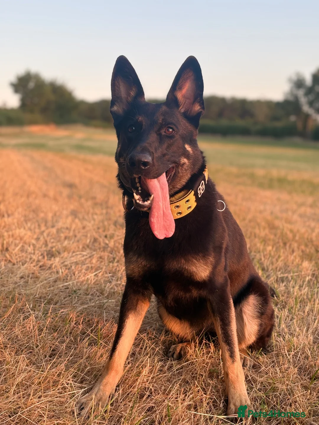 German Shepherd dogs for sale: Working Line German Shepherd - Advert 2