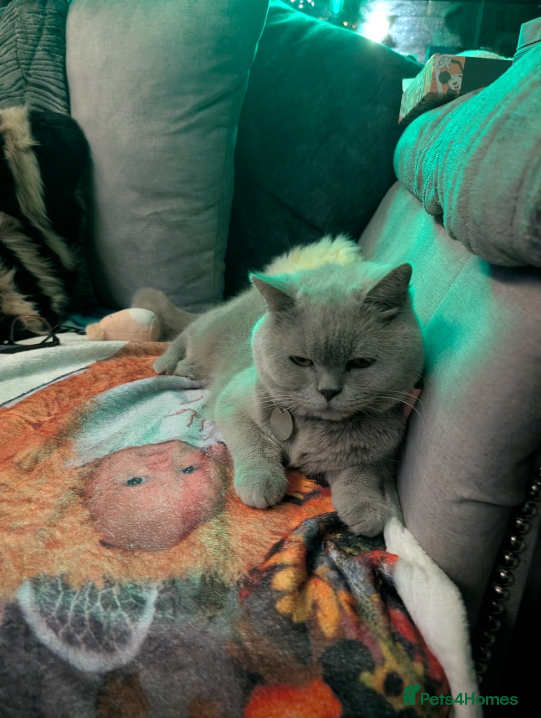 British Shorthair cats for sale: British shorthair cat - Image 4