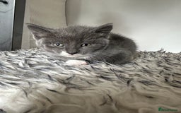 British Shorthair cats for sale: BRITISH SHORTHAIRED KITTENS FOR SALE - Image 2