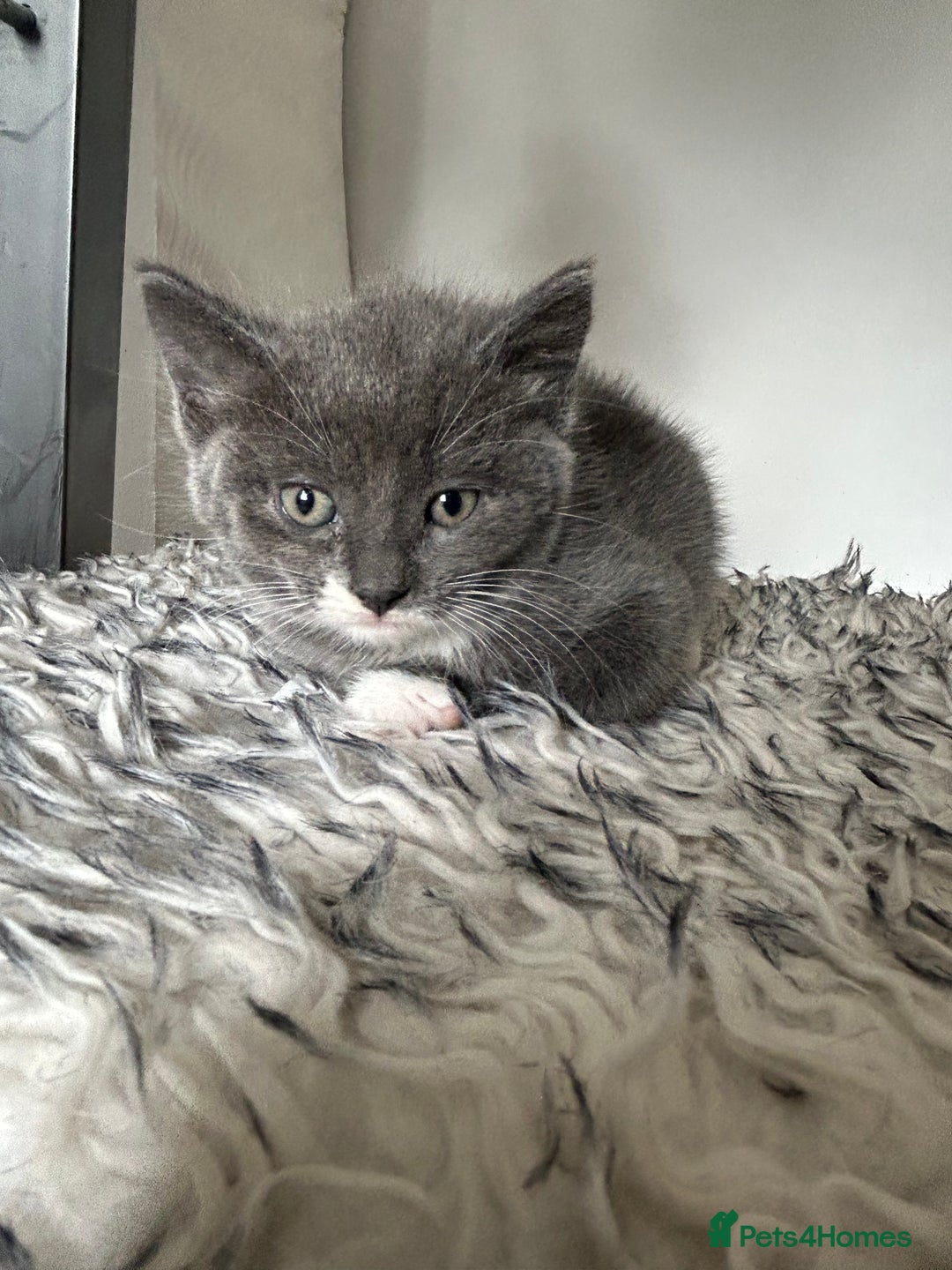 British Shorthair cats for sale: BRITISH SHORTHAIRED KITTENS FOR SALE - Image 2