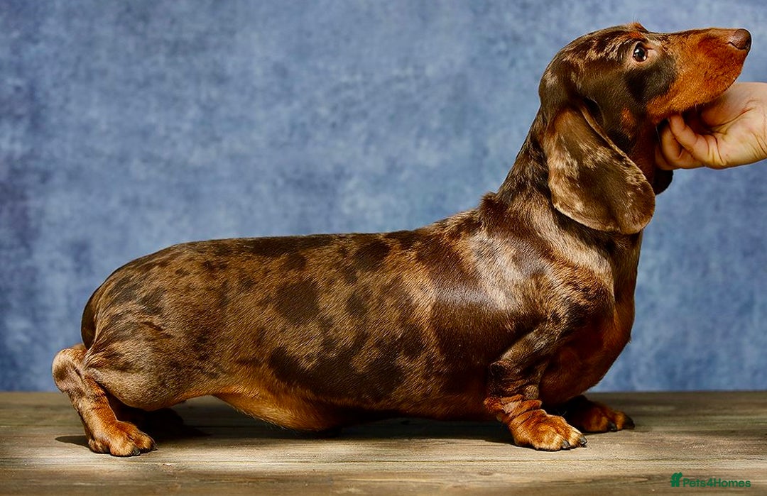 Miniature Dachshund dogs for adoption: Pickle: The Dog They Left to Die - Image 5