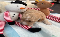 Cockapoo dogs for sale: Cockapoo puppies  - Image 5