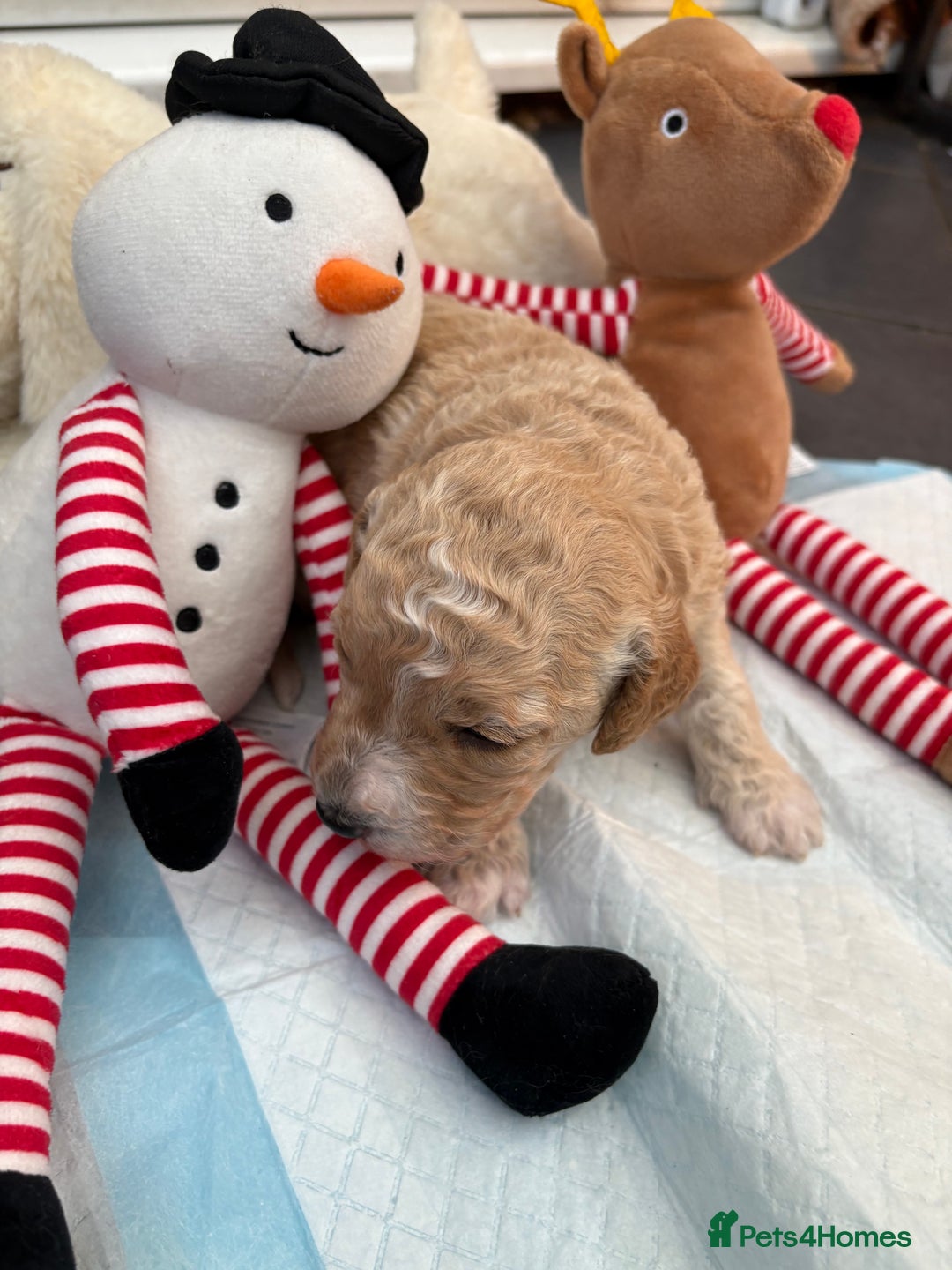 Cockapoo dogs for sale: Cockapoo puppies  - Image 5