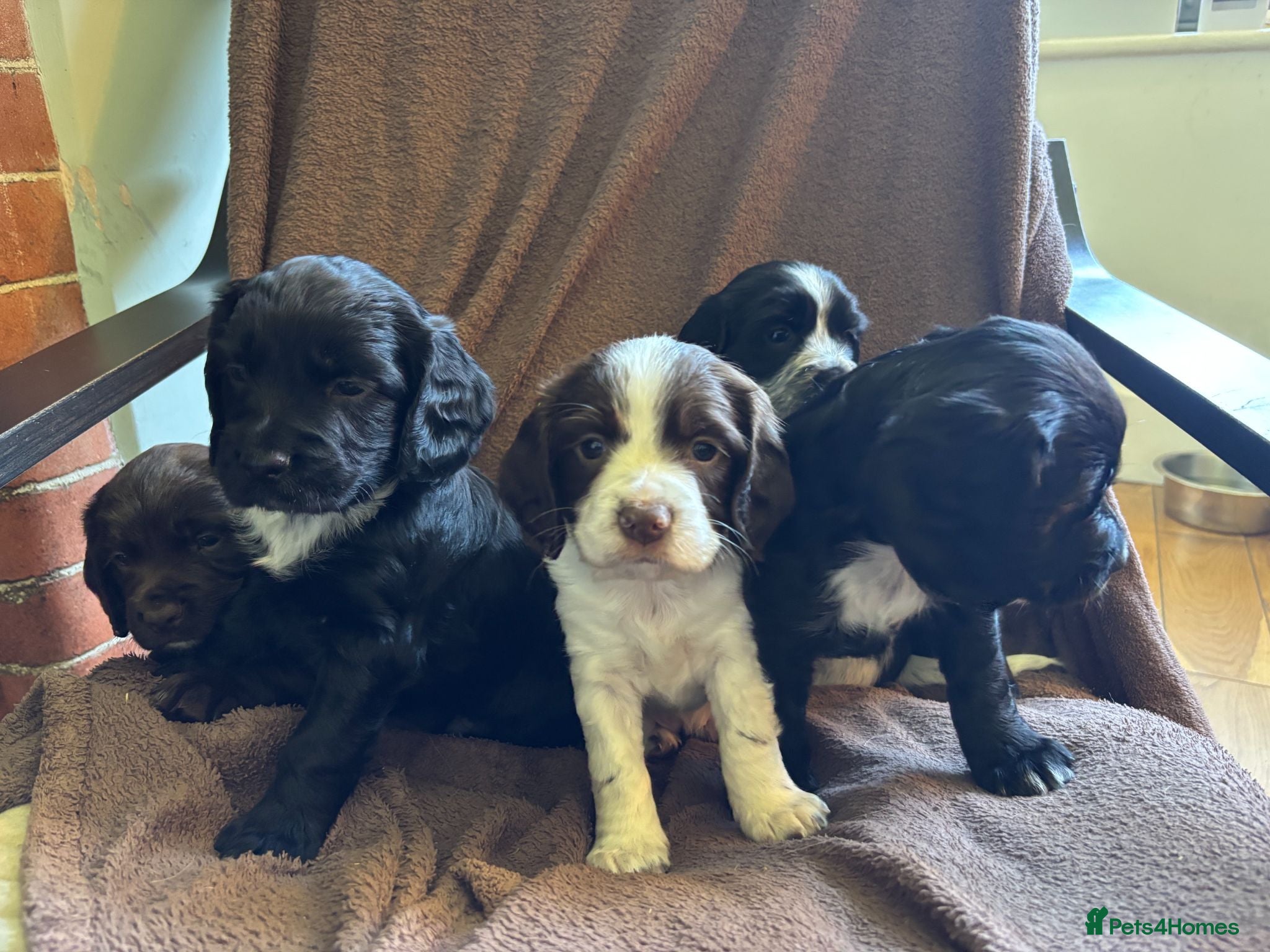 Sprocker dogs Healthy, lively Cocker Spaniel/Sprocker Puppies - Advert 1