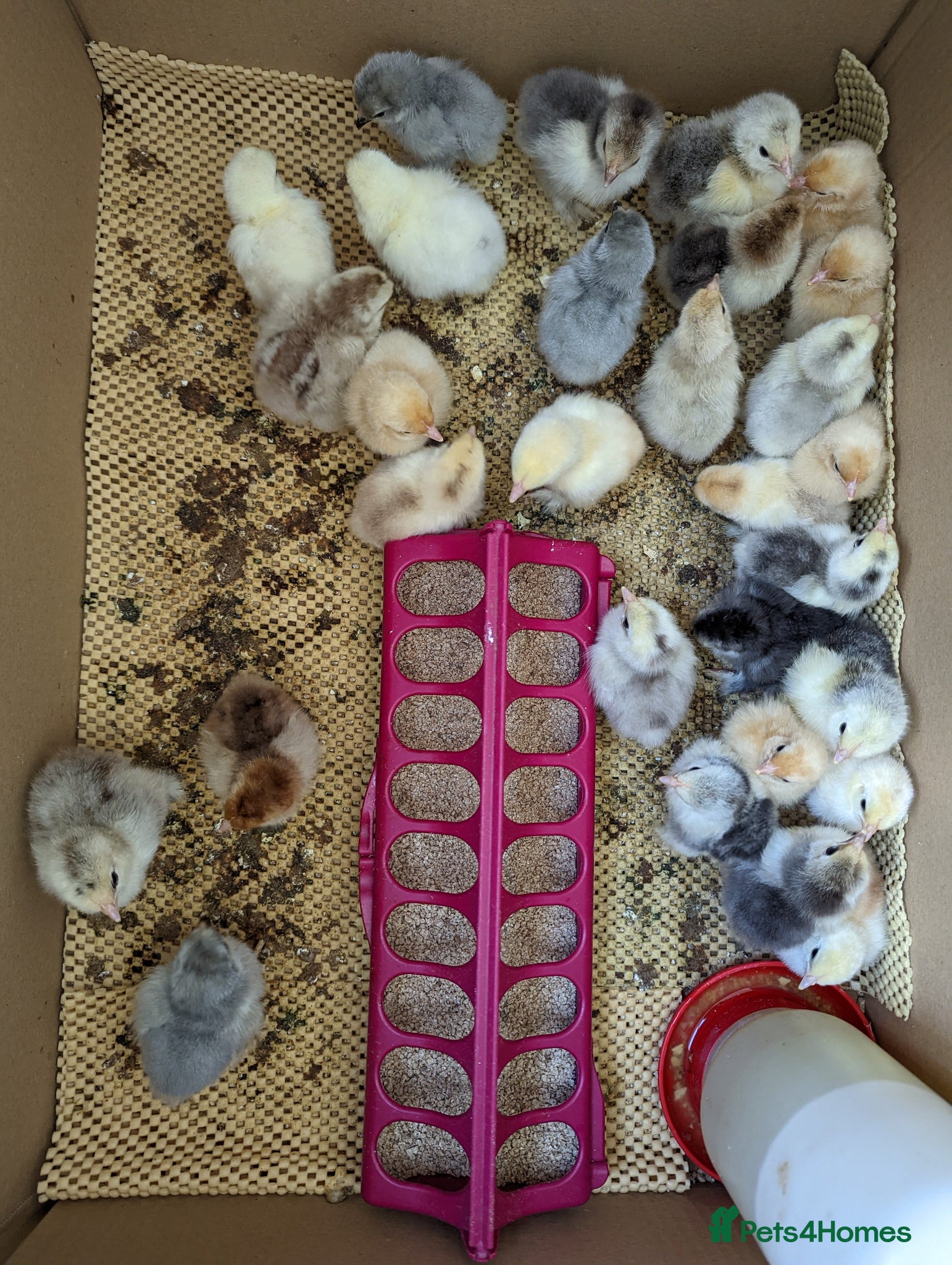 Chickens poultry Pekin bantam day olds - Advert 19