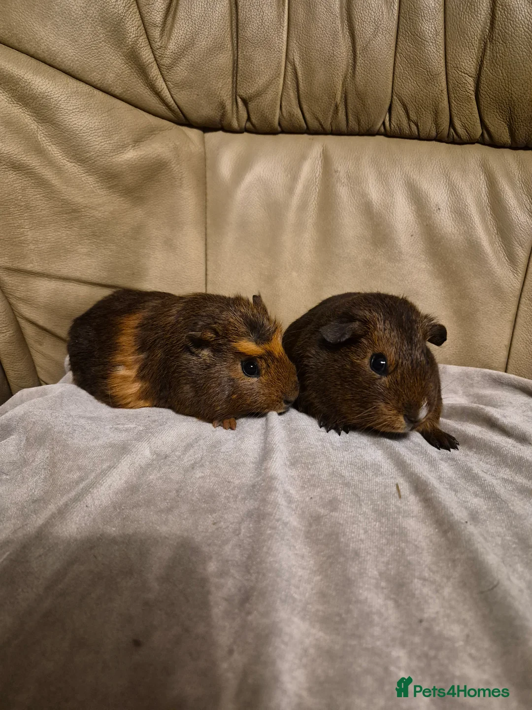 Guinea Pig rodents for sale: 2 Adorable Female Baby Guinea Pigs - Advert 2