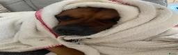 Mixed Breed dogs for sale: Rocky (mastiff x staff)  - Advert 7
