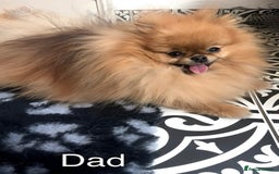 Pomeranian dogs for sale: 🔥Very Tiny🐻Teddy Face🏆Champion Lines - Image 9