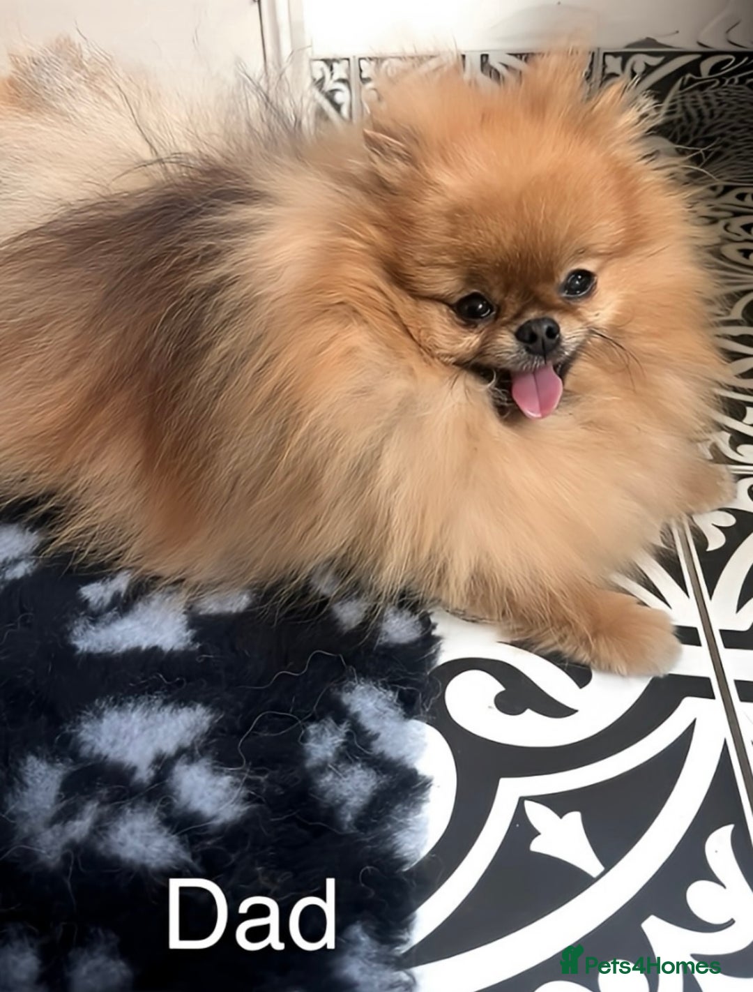 Pomeranian dogs for sale: 🔥Very Tiny🐻Teddy Face🏆Champion Lines - Image 9