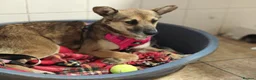 Mixed Breed dogs for adoption: ❤️🐶 ZLATA – GENTLE, THOUGHTFUL in Burton-on-Trent - Advert 8