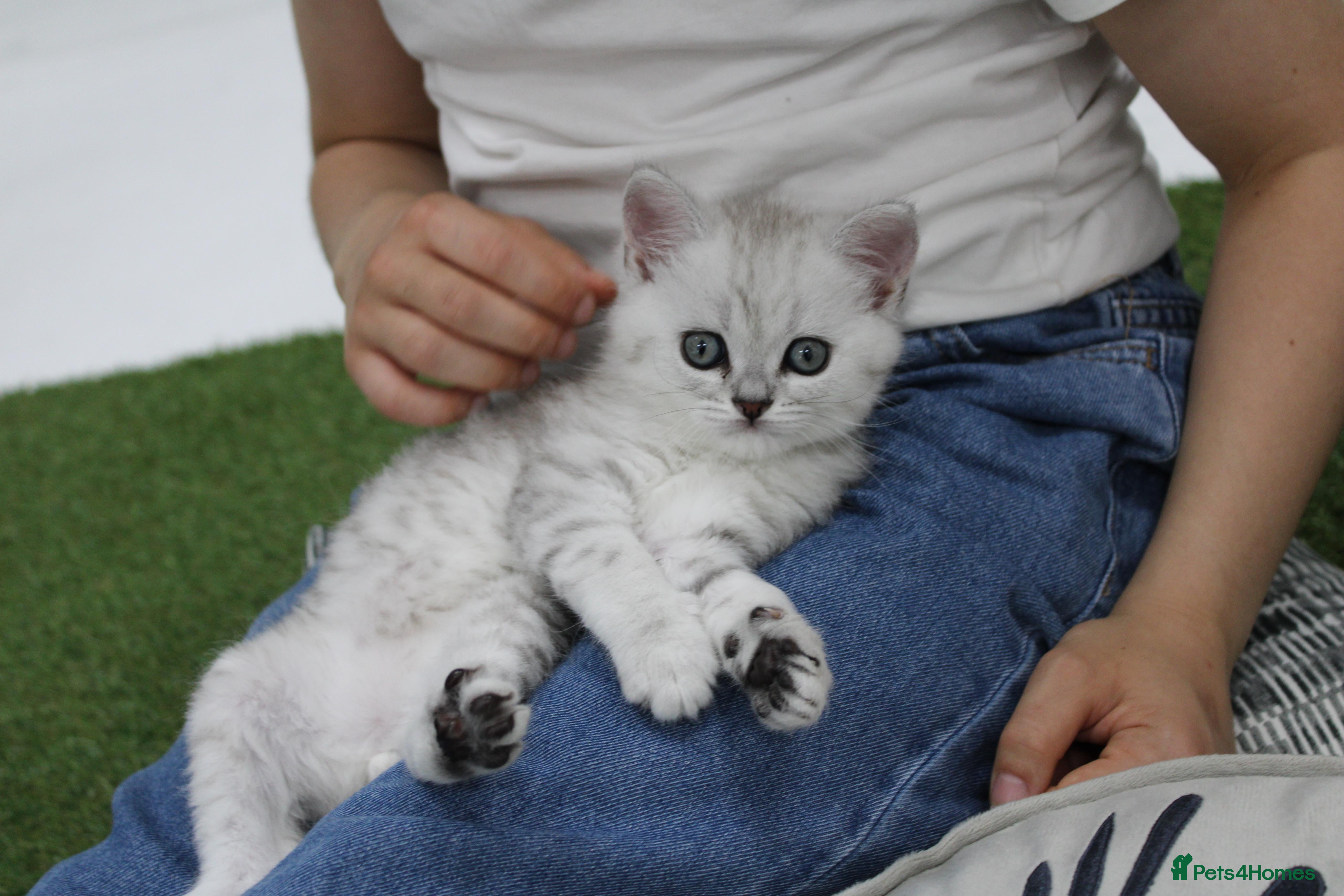 British Shorthair cats Only 1 left Silver/White British Shorthair Kittens - Advert 2
