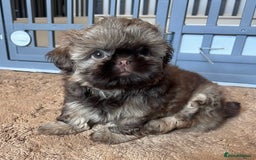 Shih Tzu dogs for sale: Stunning KC chocolate imperial Shihtzu puppies - Image 11
