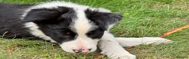 Border Collie 1