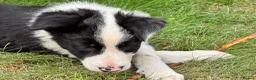 Border Collie dogs for sale: 3 x Gorgeous Collie Pups- Mum ISDS Registered!  - Advert 9