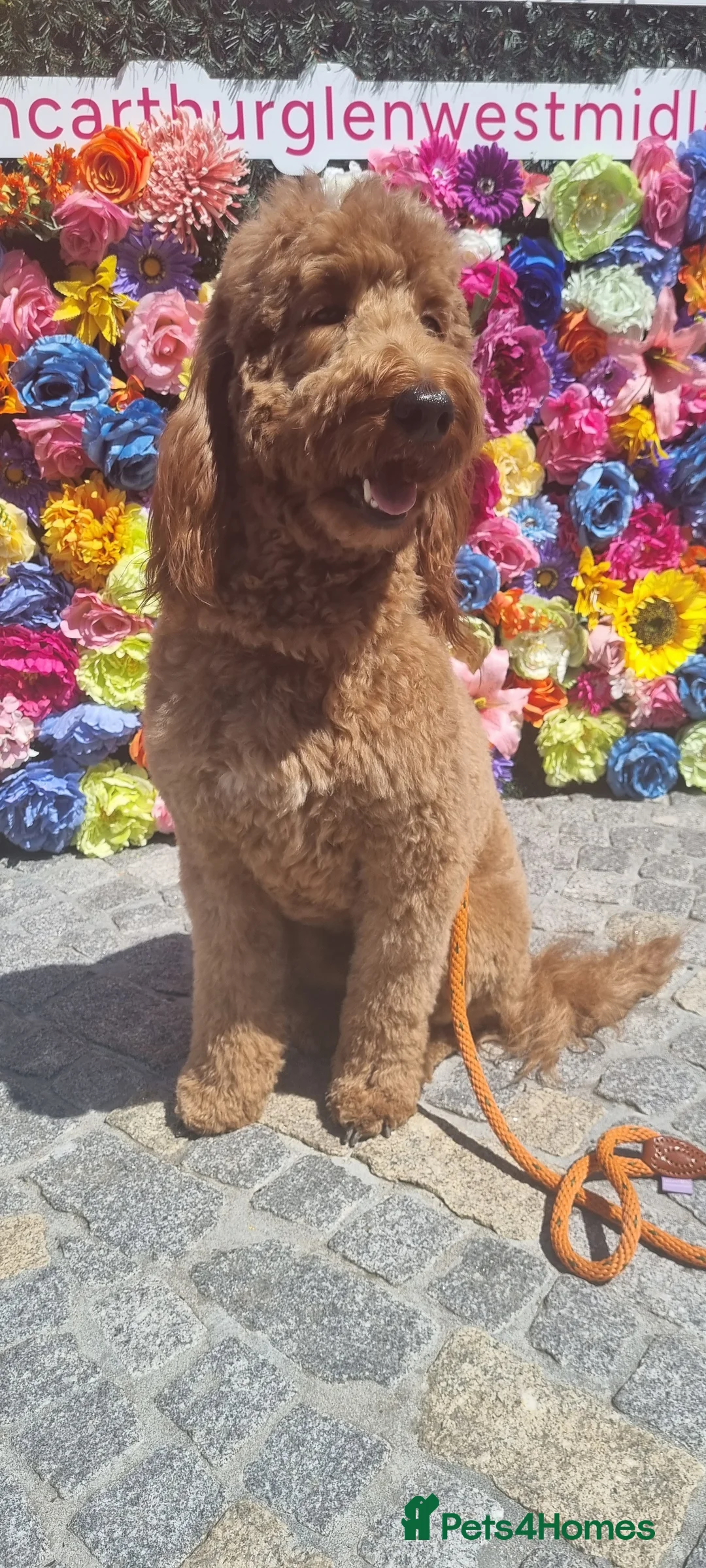 Irish Doodle dogs for stud: Irish Doodle Stud, Proven, DNA & Hip Tested in Tamworth - Advert 8