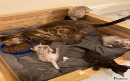 Bengal cats for sale: 🔥✨ Pedigree TICA-Registered Bengal Kittens - Image 27