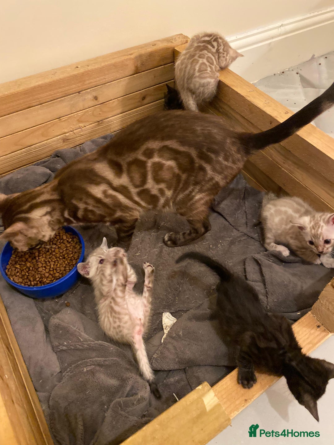 Bengal cats for sale: 🔥✨ Pedigree TICA-Registered Bengal Kittens - Image 27