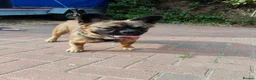 French Bulldog dogs for sale: Fluffy French Bulldog - Advert 5