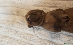 Cavalier King Charles Spaniel dogs for sale: Ruby boys kc cavalier King Charles puppies  - Image 6