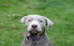 Labrador Retriever dogs for sale: Remaining 3 puppies (13 wks) - Image 10