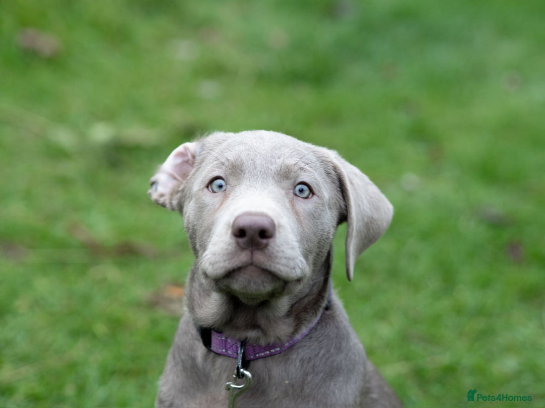 Labrador Retriever dogs for sale: Remaining 3 puppies (13 wks) - Image 10