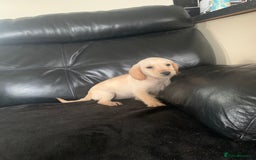 Cockapoo dogs for sale: Ready Now Beautiful litter of cockapoo puppies  - Image 9