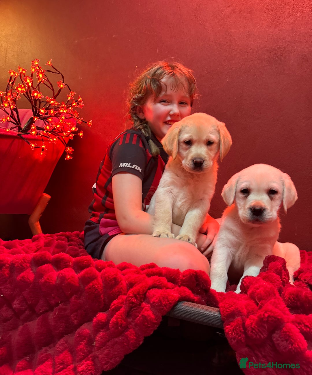 Golden Retriever dogs for sale: Health Tested, champion bloodlines Great with Kids - Advert 15