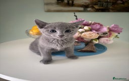 Russian Blue cats for sale: TICA pedigree Russian blue kittens 🐱  - Image 12
