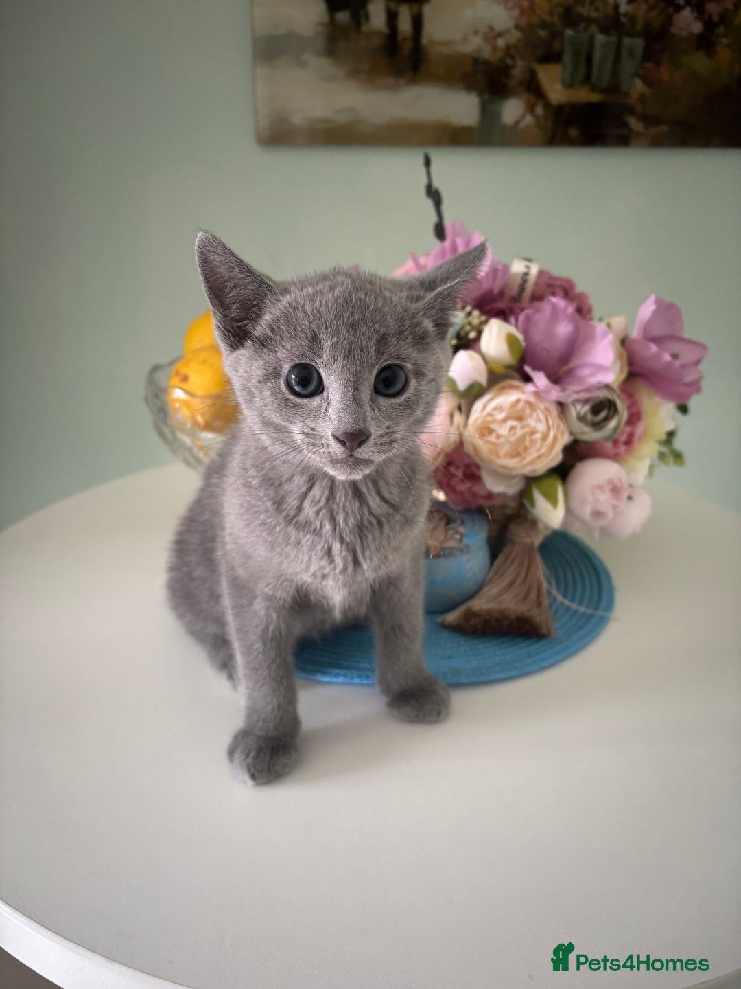 Russian Blue cats for sale: TICA pedigree Russian blue kittens 🐱  - Image 12