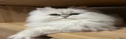 Persian cats for sale: 💎Persian Female Cat needing new home in Reading - Advert 2