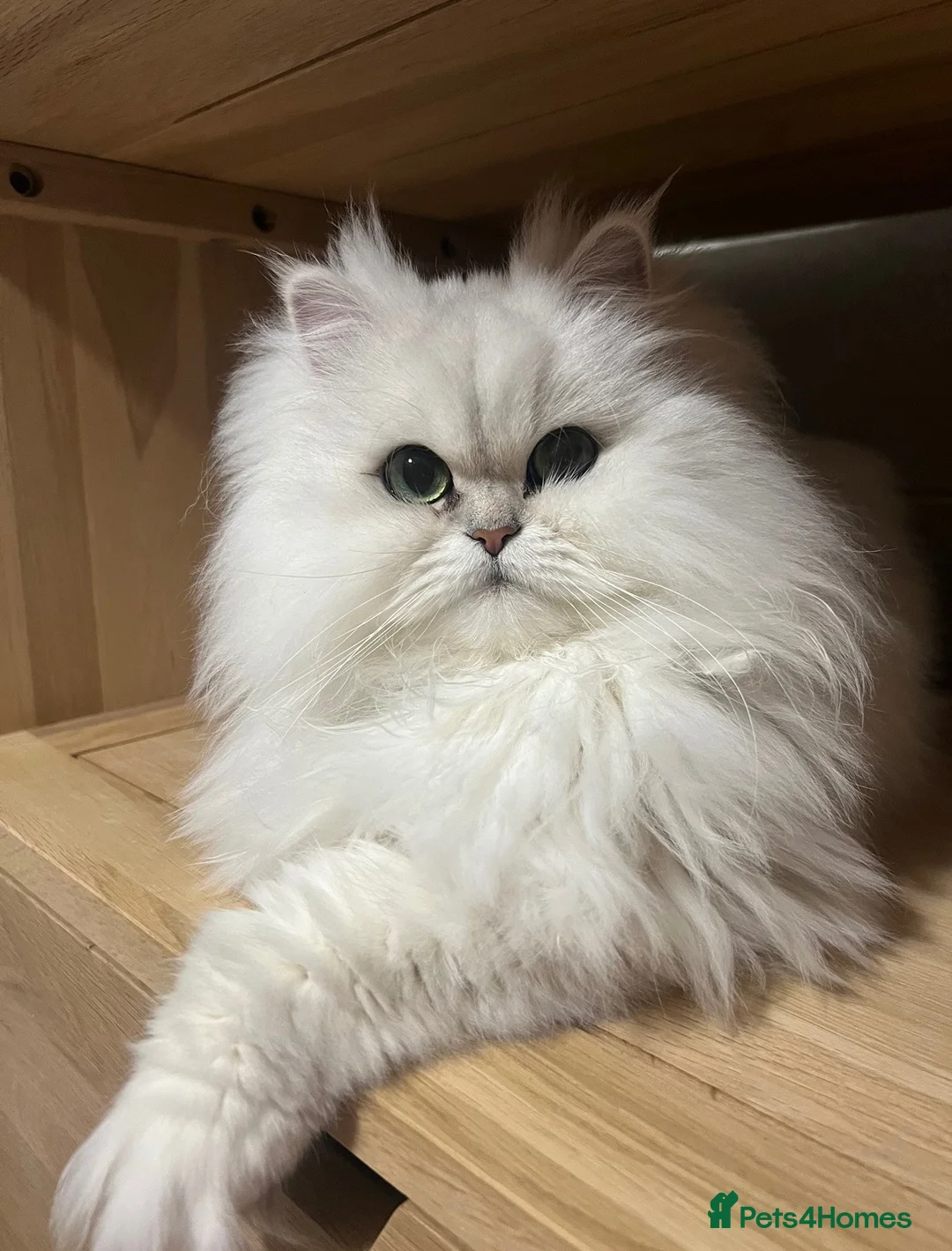 Persian cats for sale: 💎Persian Female Cat needing new home in Reading - Advert 2