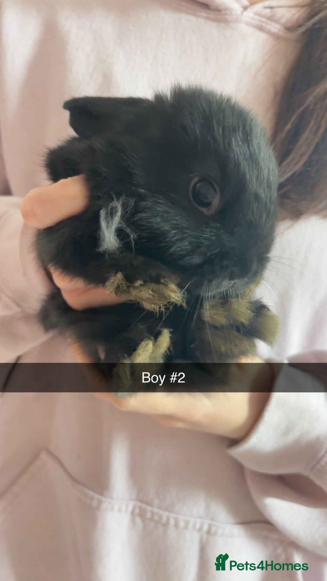 Mixed Breed rabbits 2 gorgeous baby bunnies up for sale  - Advert 11