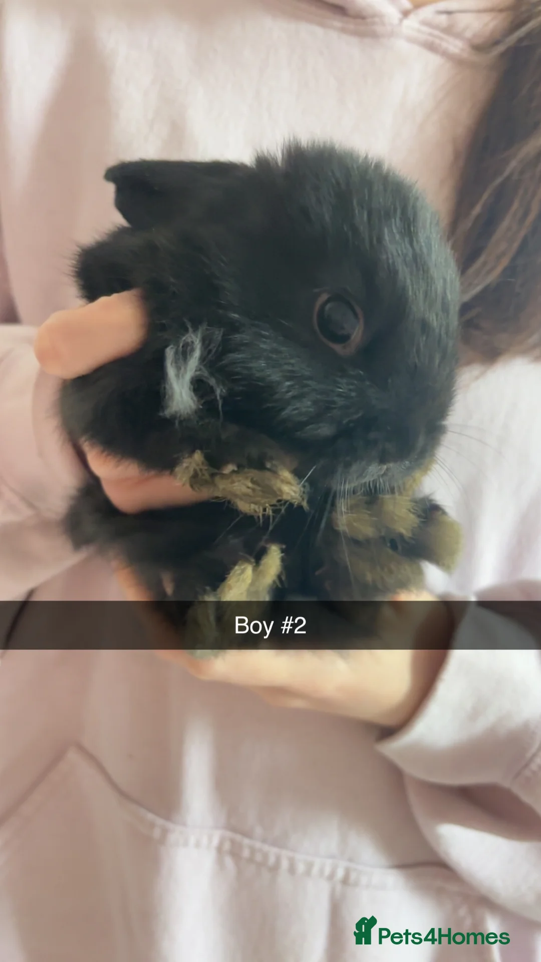 Mixed Breed rabbits for sale: 5 gorgeous baby bunnies up for sale  - Advert 4