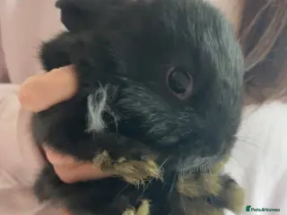 Mixed Breed rabbits 2 gorgeous baby bunnies up for sale - Advert 11