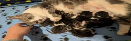 British Shorthair cats for sale: Litter of Seven 💙🤍 - Advert 16