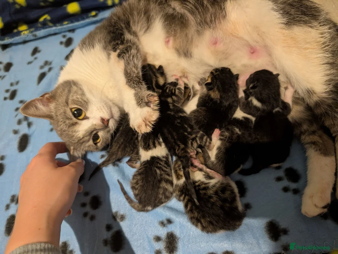 British Shorthair cats for sale: Litter of Seven 💙🤍 - Advert 16