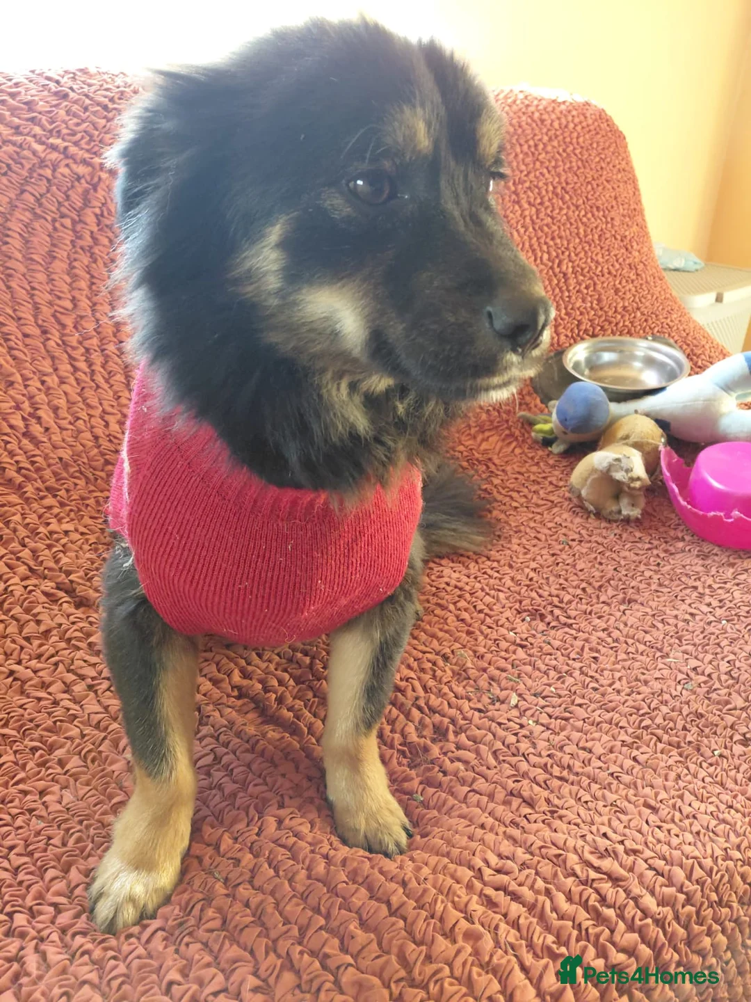 Mixed Breed dogs for adoption: ROBY, a superb puppy boy - for a Loving Home  - Advert 32