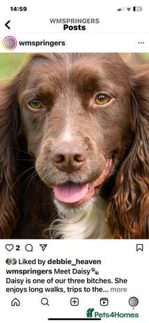 English Springer Spaniel dogs in Brierley Hill - Advert 8