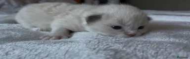 Ragdoll 3