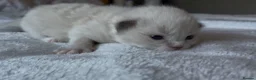 Ragdoll cats for sale: Pedigree registered mink Ragdolls  - Advert 3