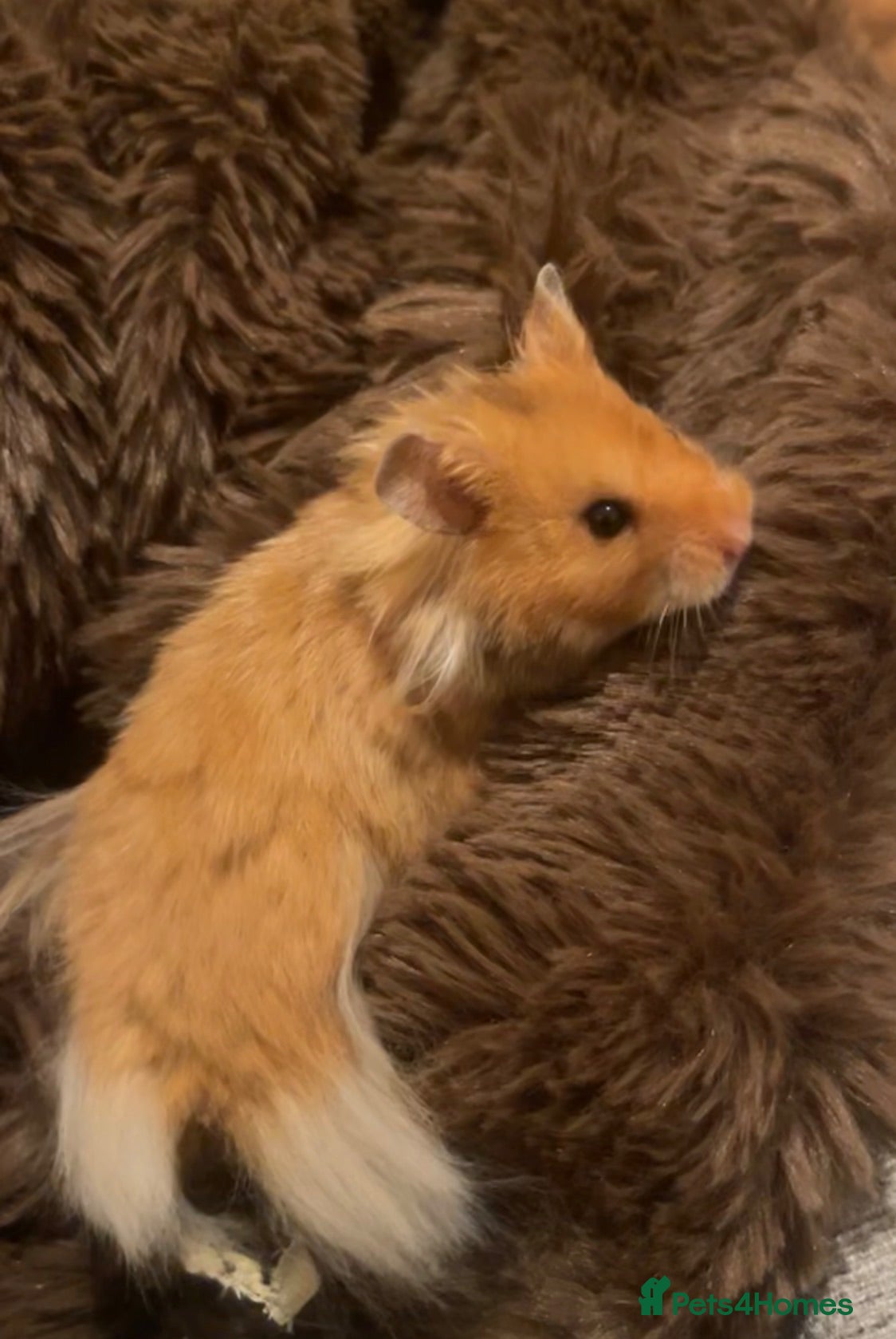 Hamster rodents Rufus - Advert 3