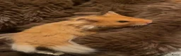 Hamster rodents for sale: Rufus in Washington - Advert 1