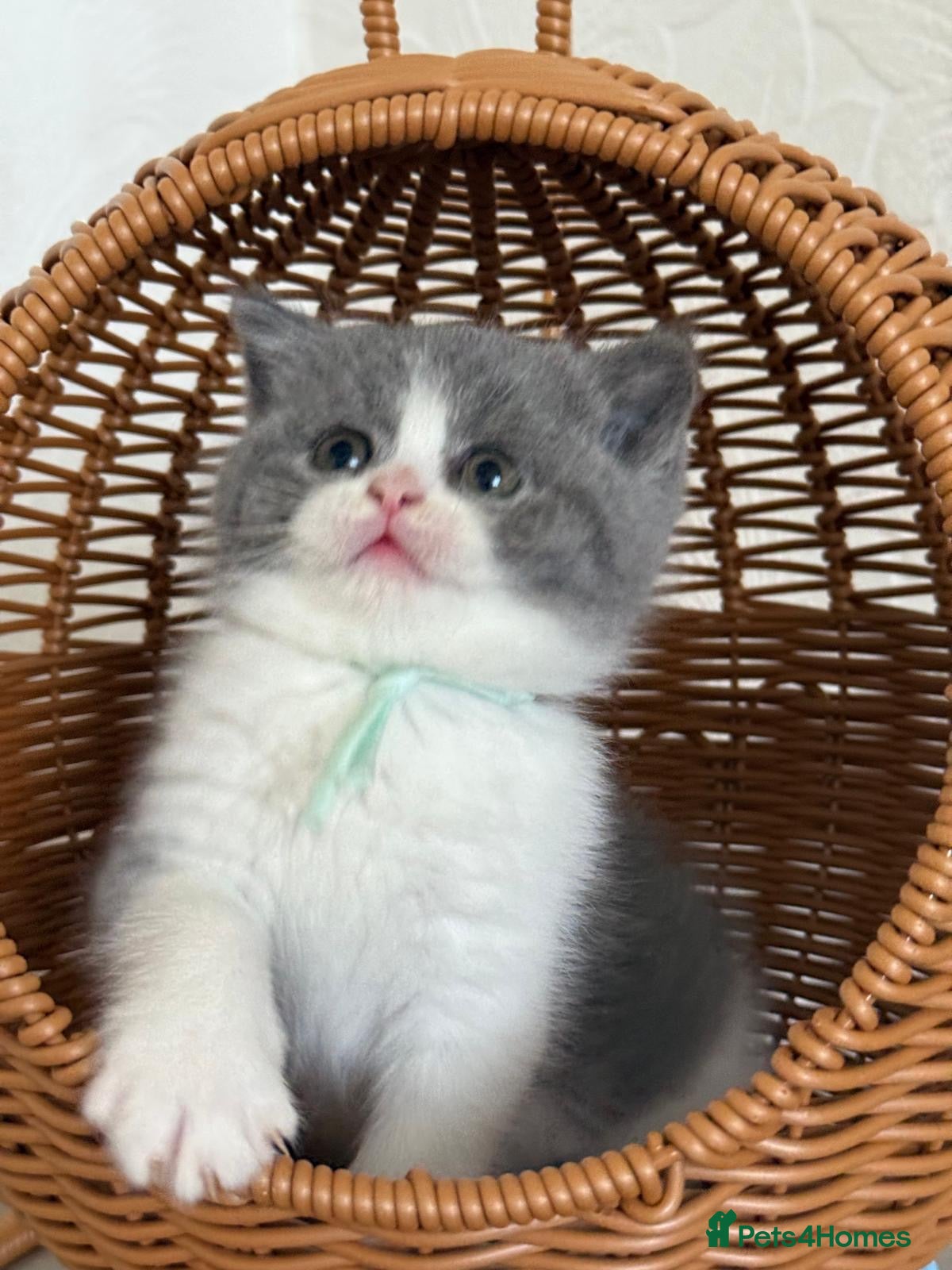 British Shorthair cats British shorthair bi coloured kitten - Advert 1