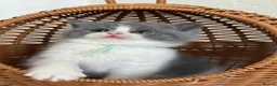 British Shorthair cats for sale: British shorthair bi coloured kitten - Advert 1